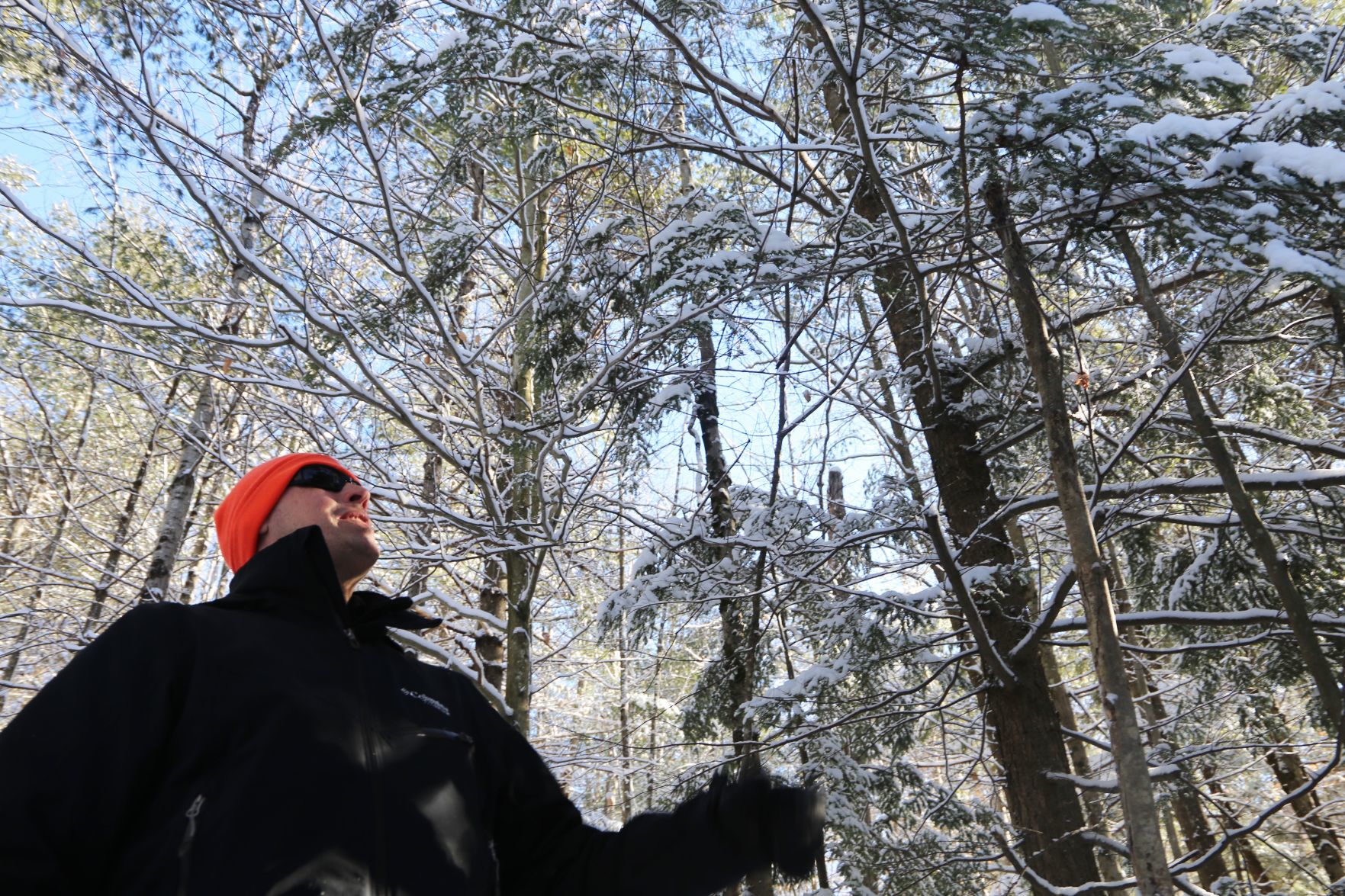 Looking for hemlock woolly adelgid